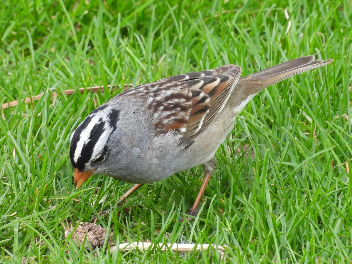 White-crowned Sparrow - ML617953964