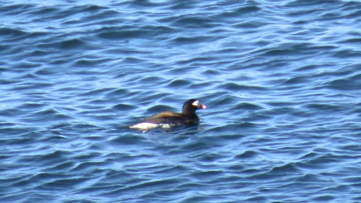 Long-tailed Duck - ML617953988
