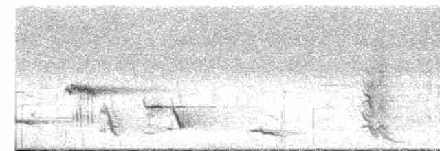Méliphage carillonneur - ML617953996