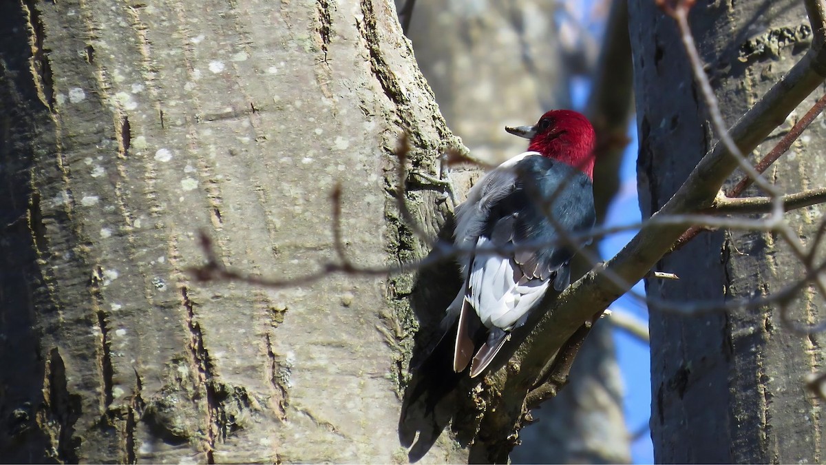 Red-headed Woodpecker - ML617954021