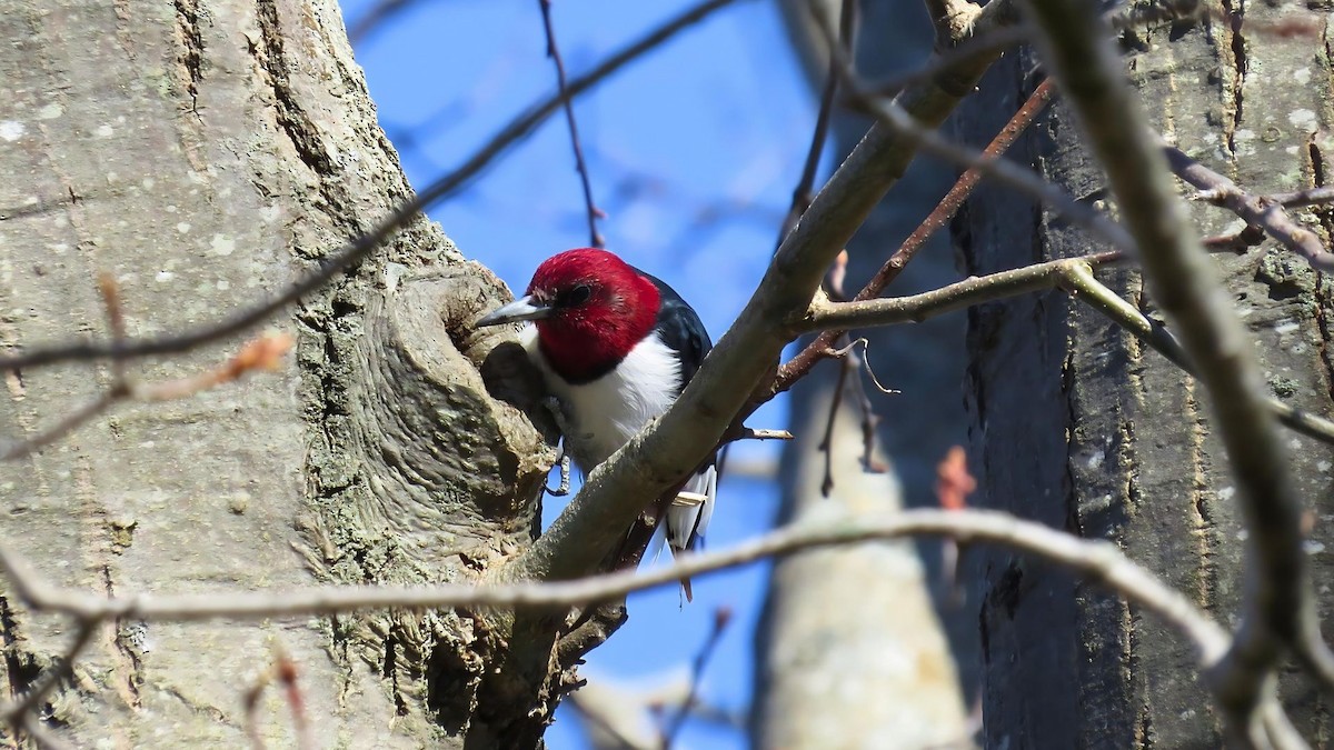 Red-headed Woodpecker - ML617954022