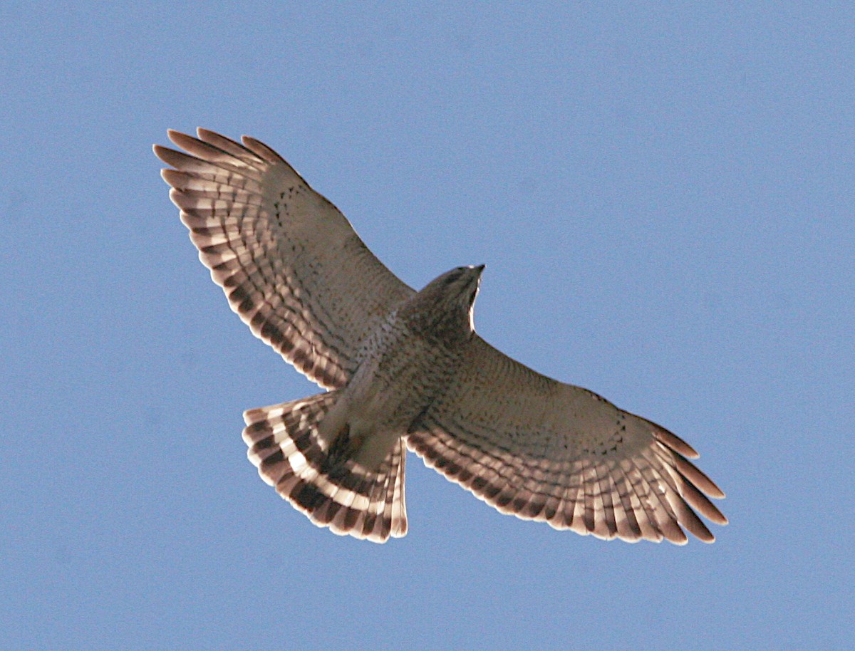 Broad-winged Hawk - ML617954023