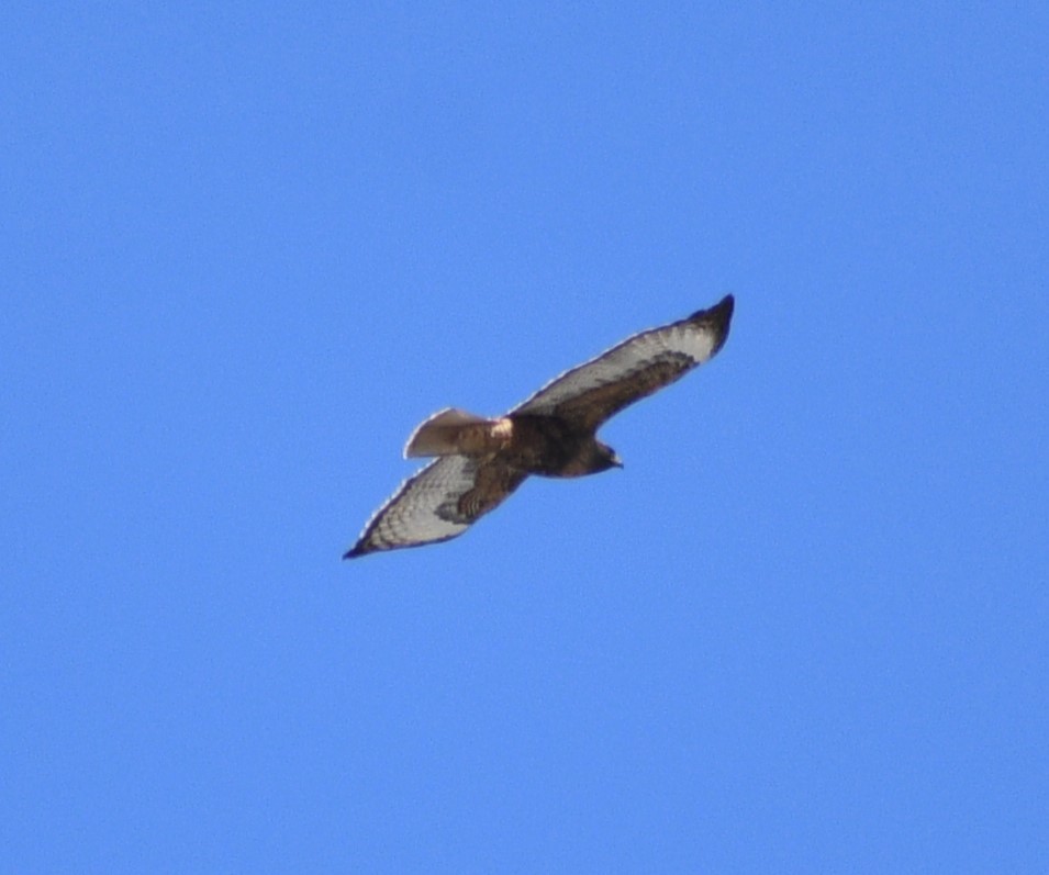 Red-tailed Hawk - ML617954048