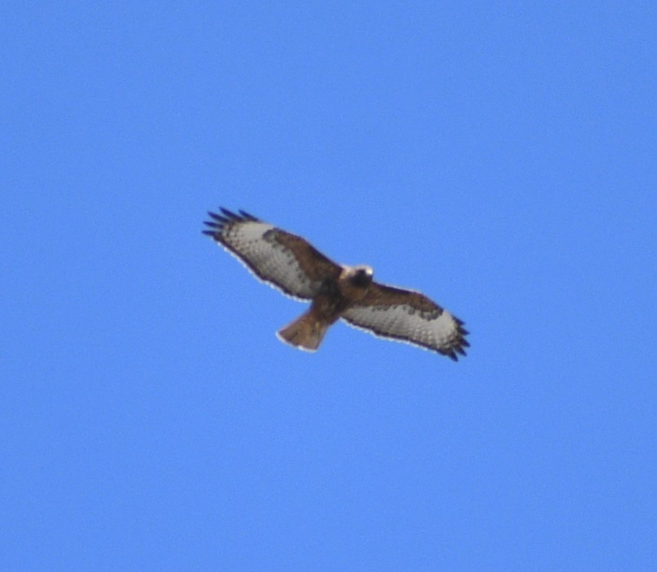 Red-tailed Hawk - ML617954049