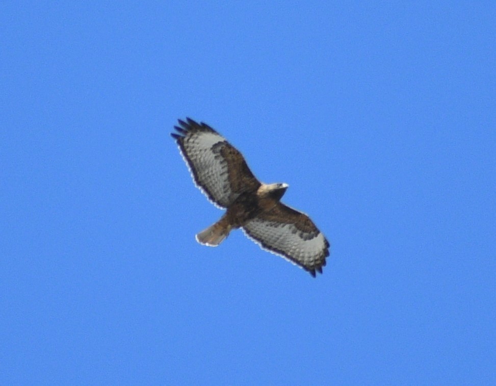 Red-tailed Hawk - ML617954054