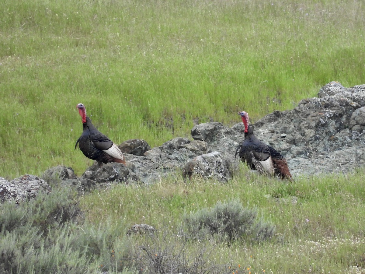 eBird Checklist 25 Apr 2024 Johnson Ranch Open Space 44 species