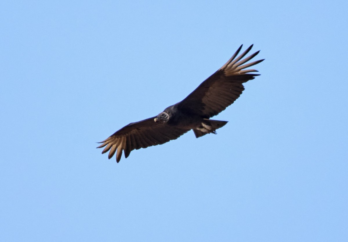 Black Vulture - ML617954073