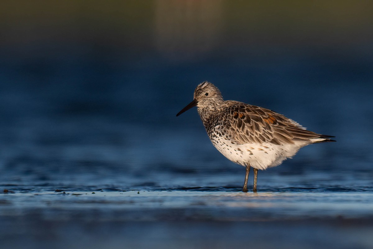 Great Knot - ML617954103