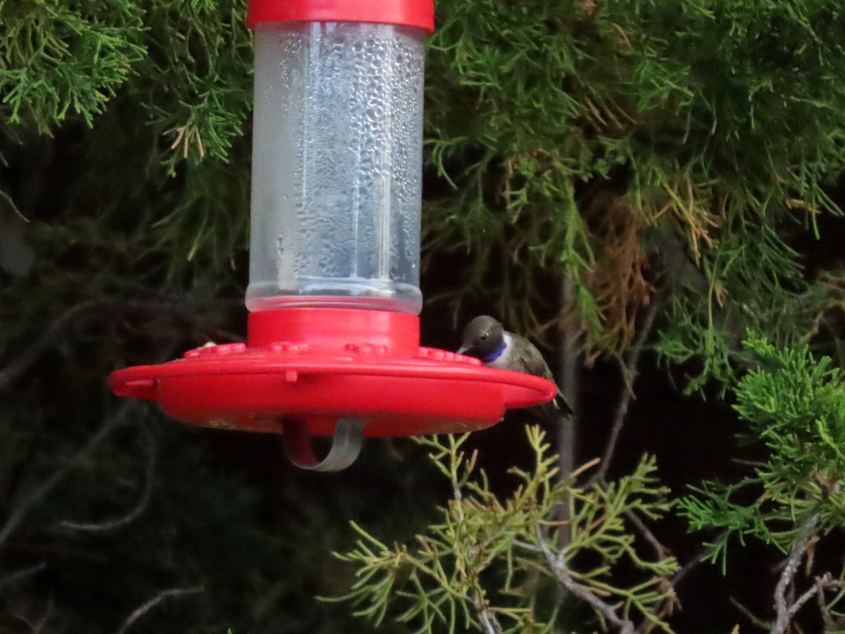 Black-chinned Hummingbird - Jane Thompson