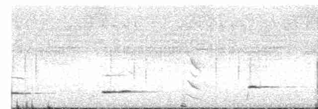 Méliphage carillonneur - ML617954216