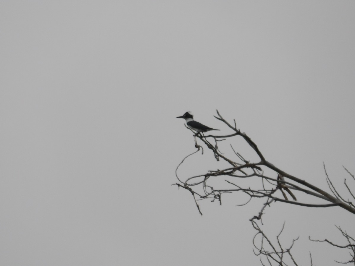 Belted Kingfisher - ML617954252