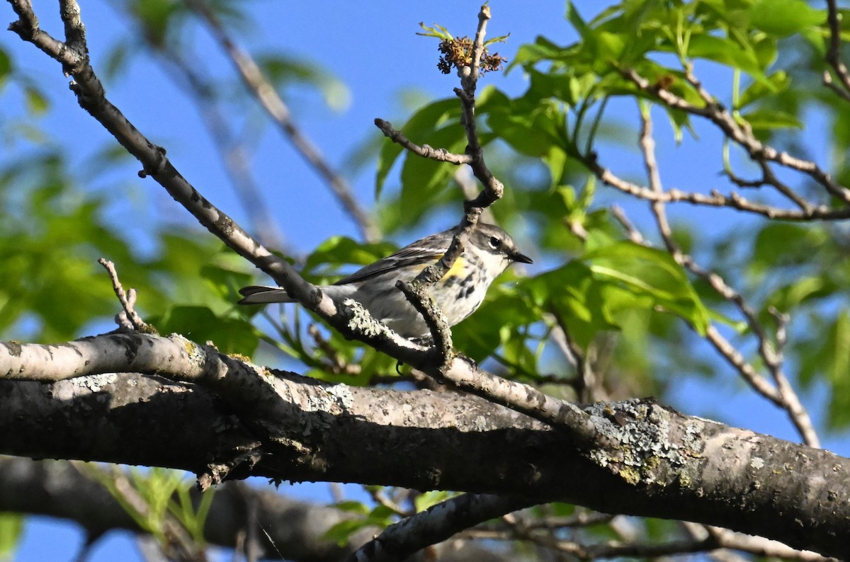 Yellow-rumped Warbler (Myrtle) - ML617954254