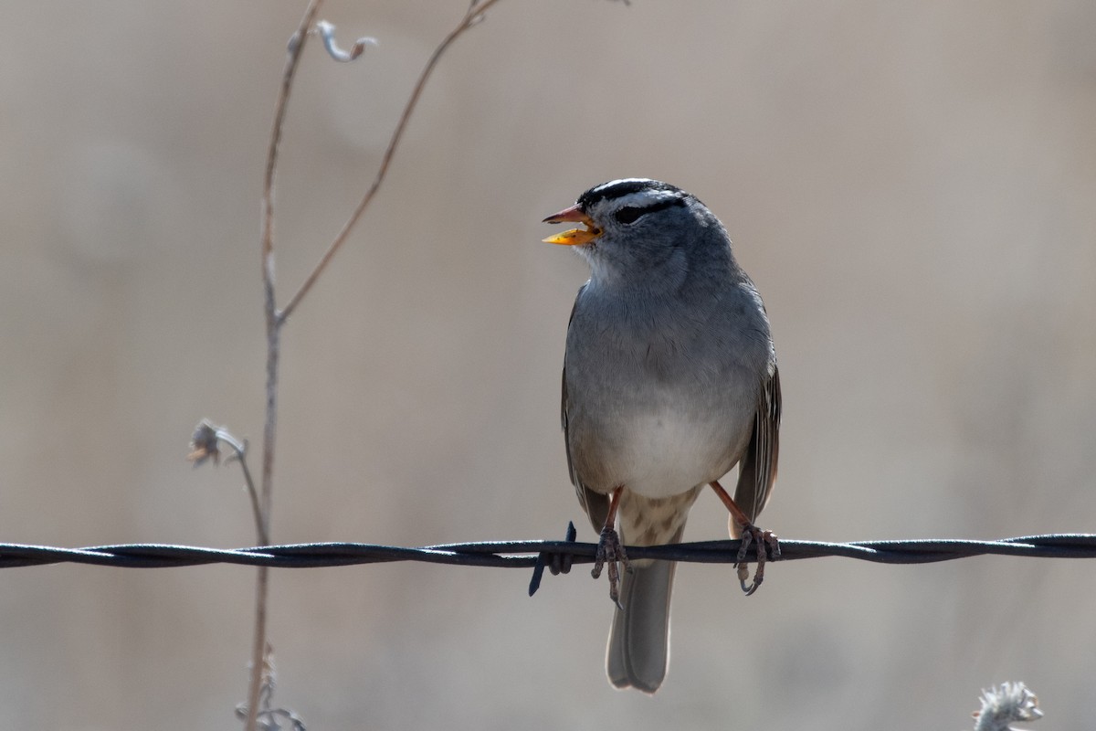White-crowned Sparrow - ML617954263
