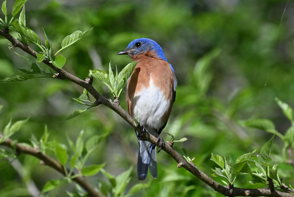 Eastern Bluebird - Ann Kohlhaas