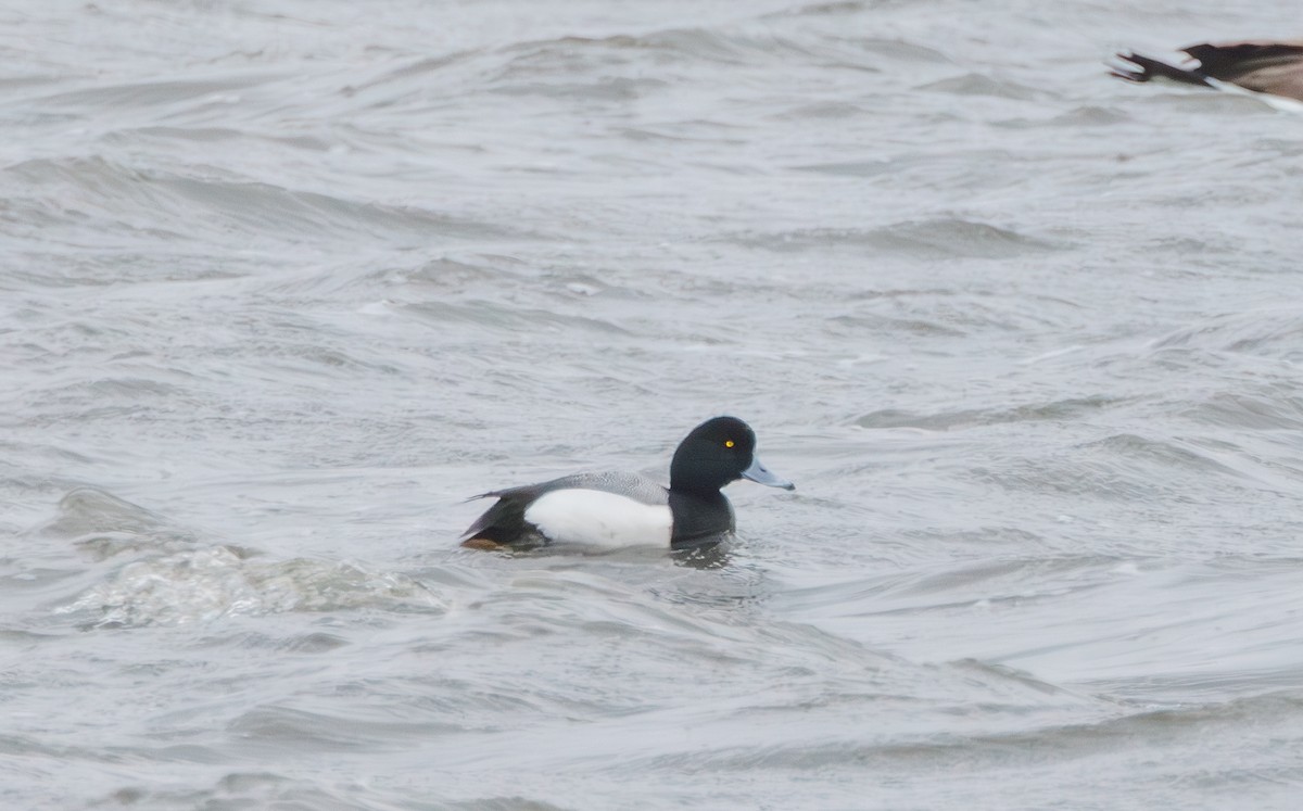 Greater Scaup - ML617954281