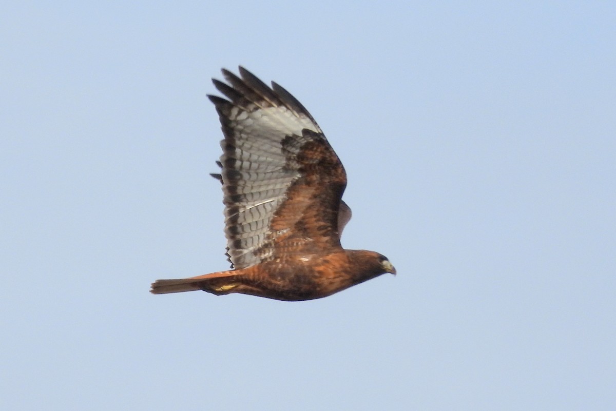 Red-tailed Hawk - ML617954287