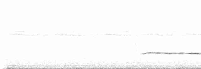 Troglodyte à poitrine blanche - ML617954324