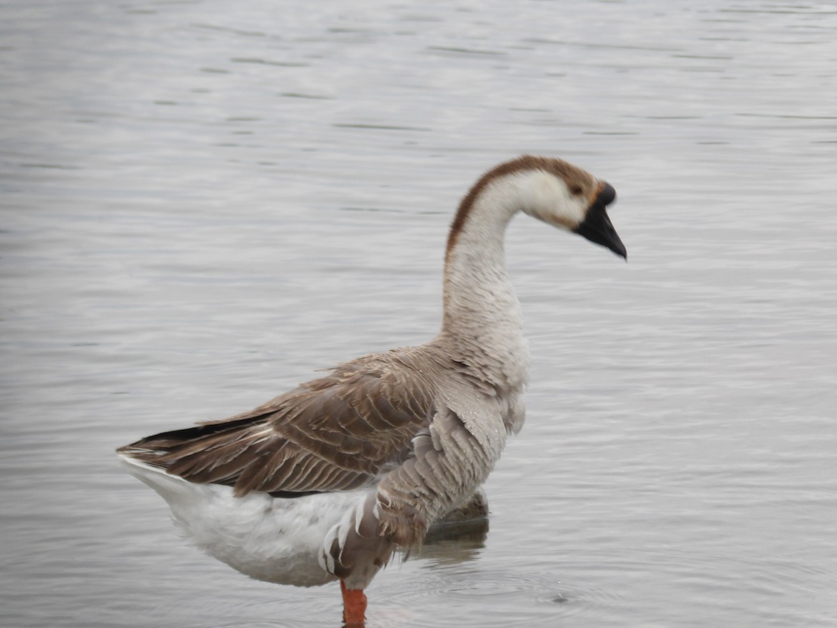 Swan Goose (Domestic type) - ML617954346