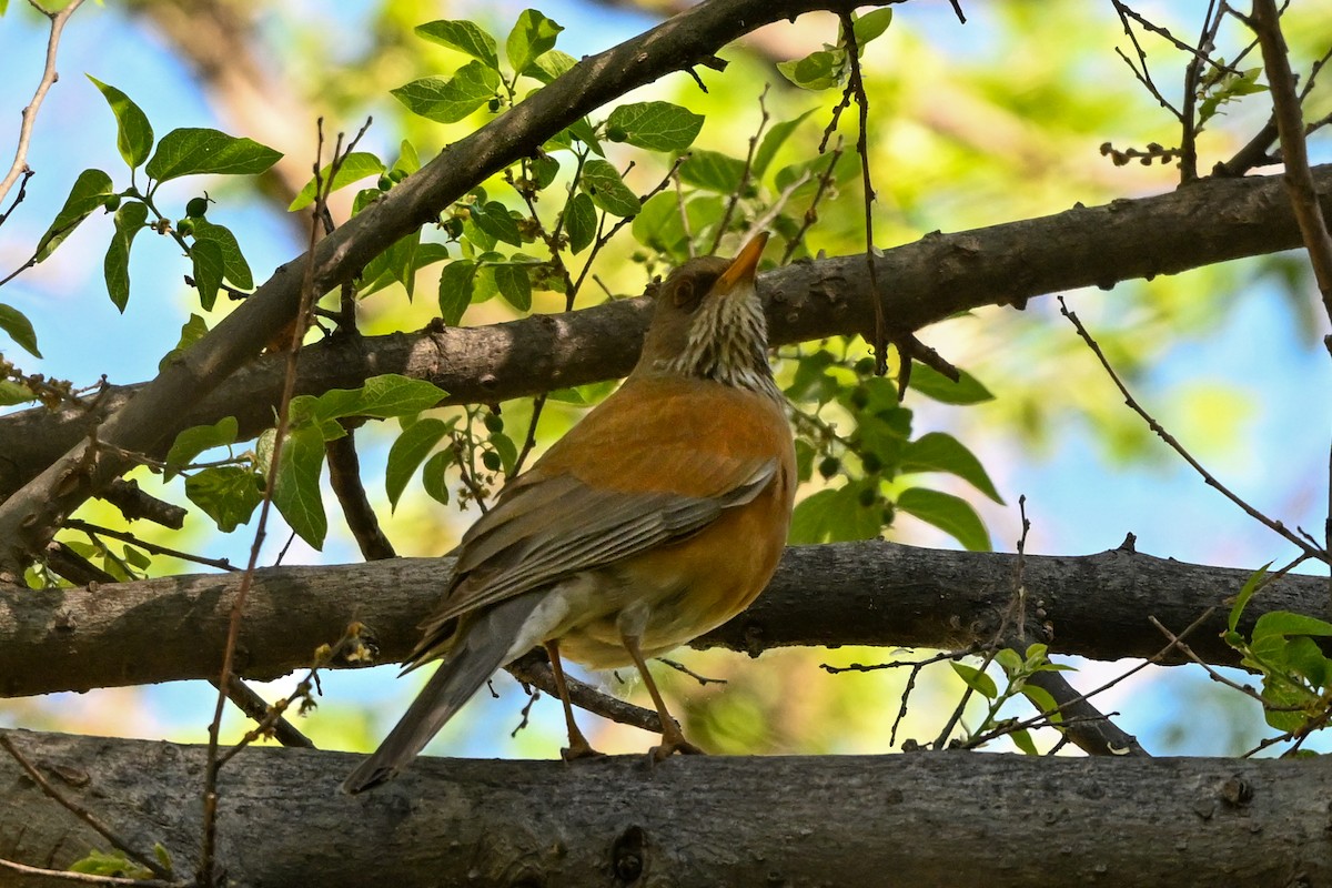 Ebird Checklist - 25 Apr 2024 - Patagonia-sonoita Creek Preserve - 37 