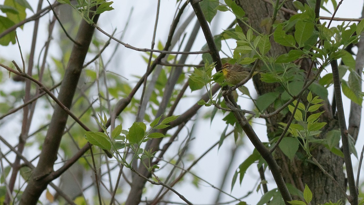 Palm Warbler - Todd Kiraly