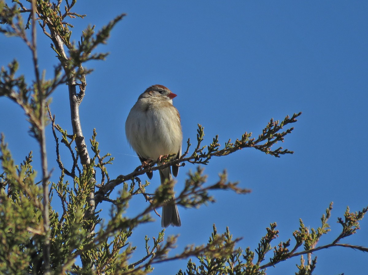 Field Sparrow - ML617954448
