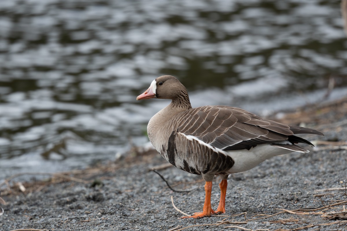 Greater White-fronted Goose - ML617954456