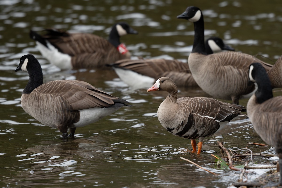 Greater White-fronted Goose - ML617954457