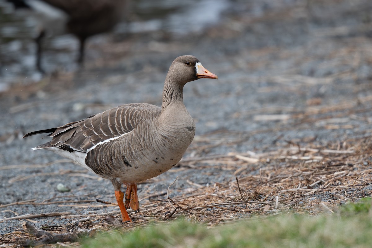 Greater White-fronted Goose - ML617954458