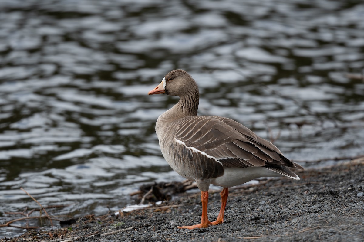 Greater White-fronted Goose - ML617954459