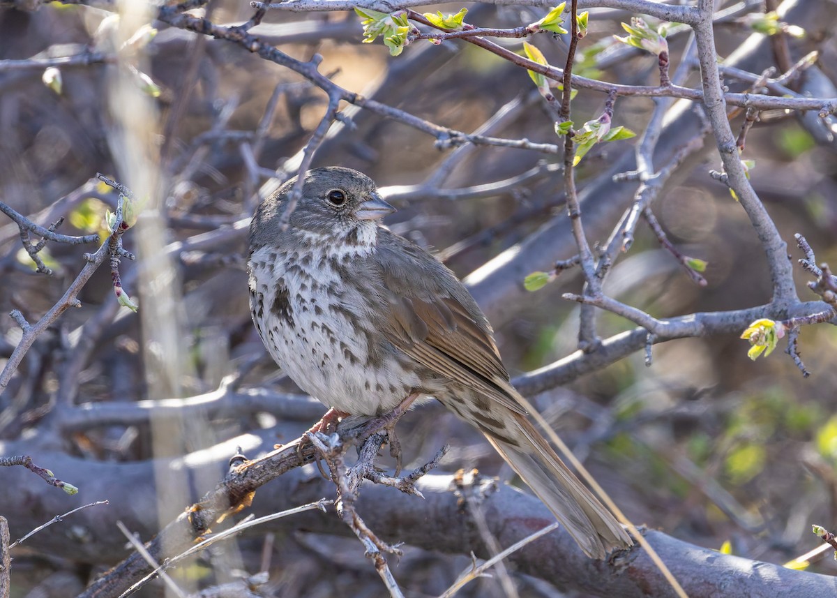 Fox Sparrow (Slate-colored) - ML617954461