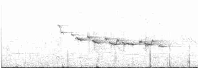 maoriflueskvett (macrocephala gr.) - ML617954469