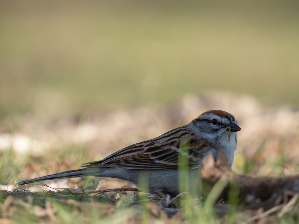 Chipping Sparrow - ML617954470
