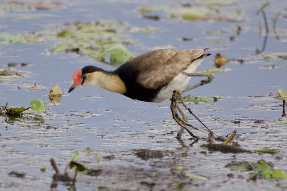 Comb-crested Jacana - Pauline and Ray Priest