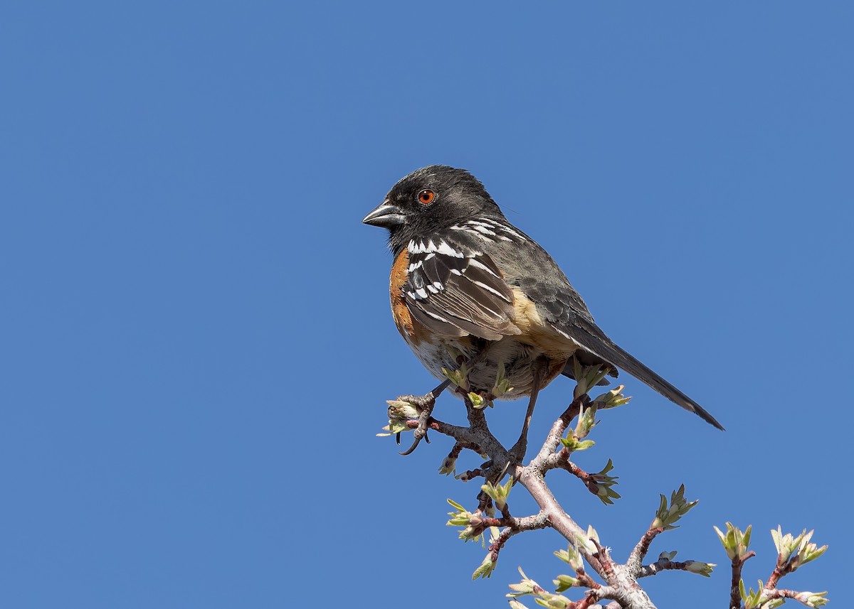 Spotted Towhee - ML617954475