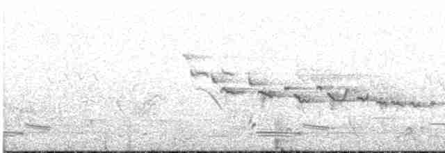 maoriflueskvett (macrocephala gr.) - ML617954485