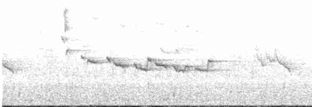 maoriflueskvett (macrocephala gr.) - ML617954526