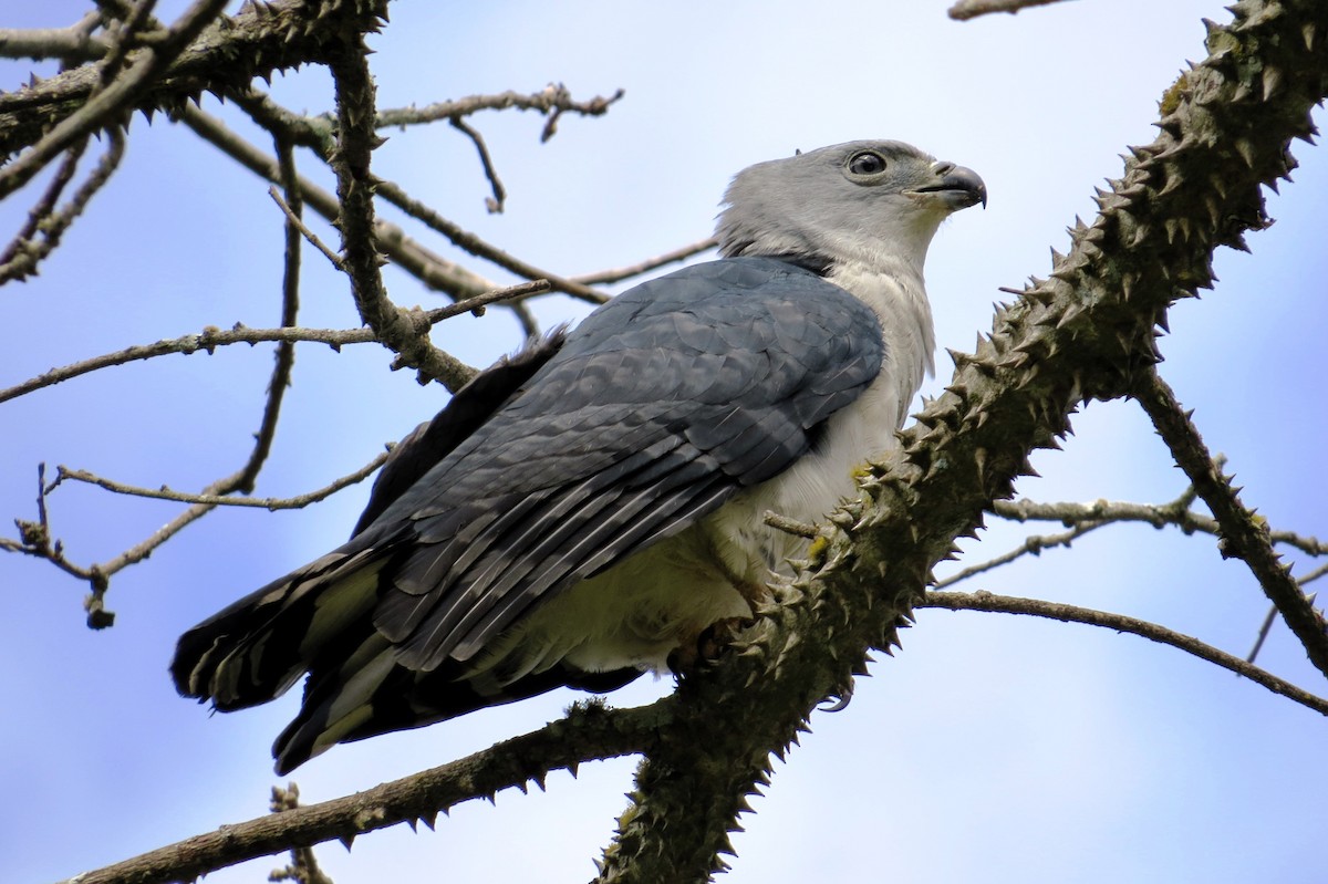 Gray-headed Kite - André Tostes Tostes