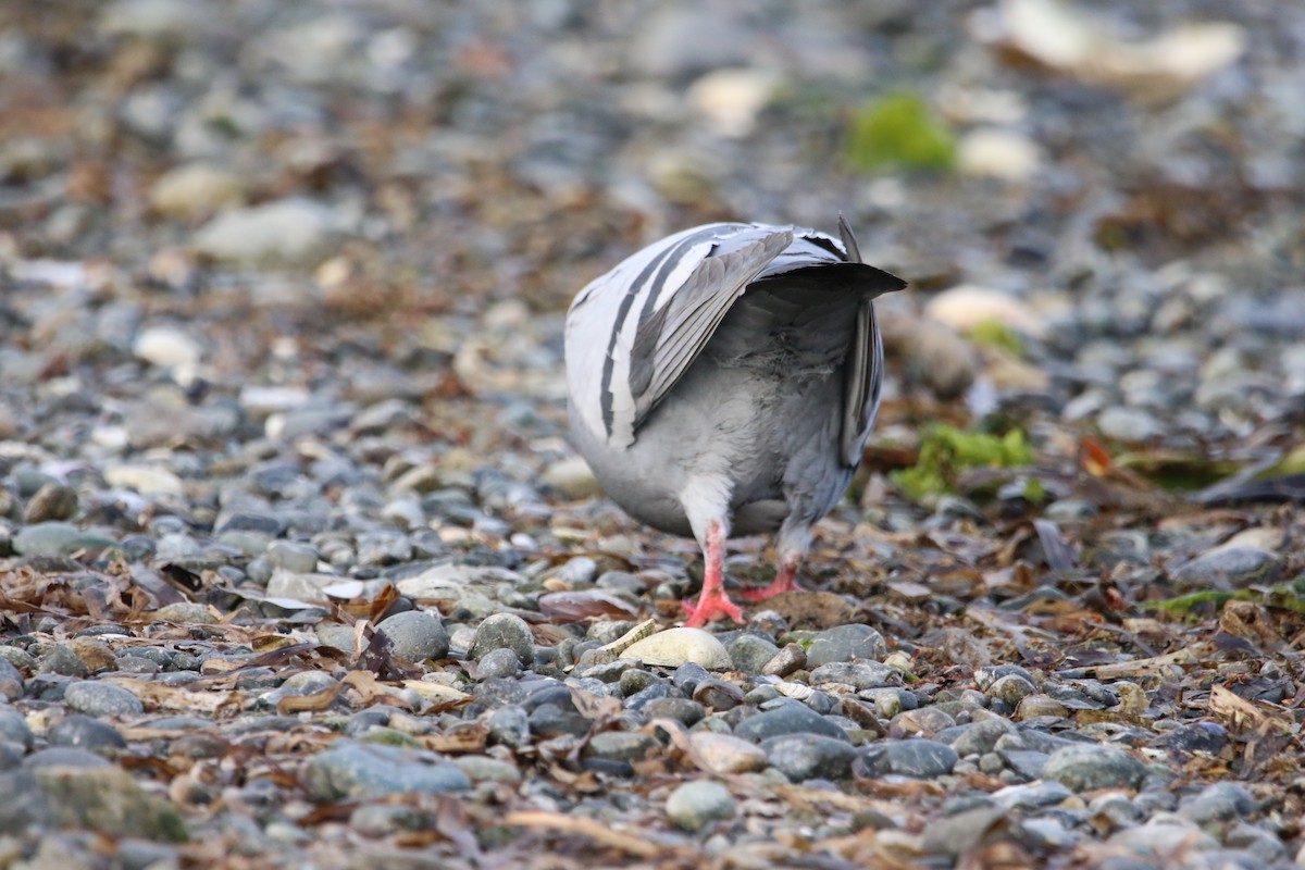 Rock Pigeon (Feral Pigeon) - Adam Ross
