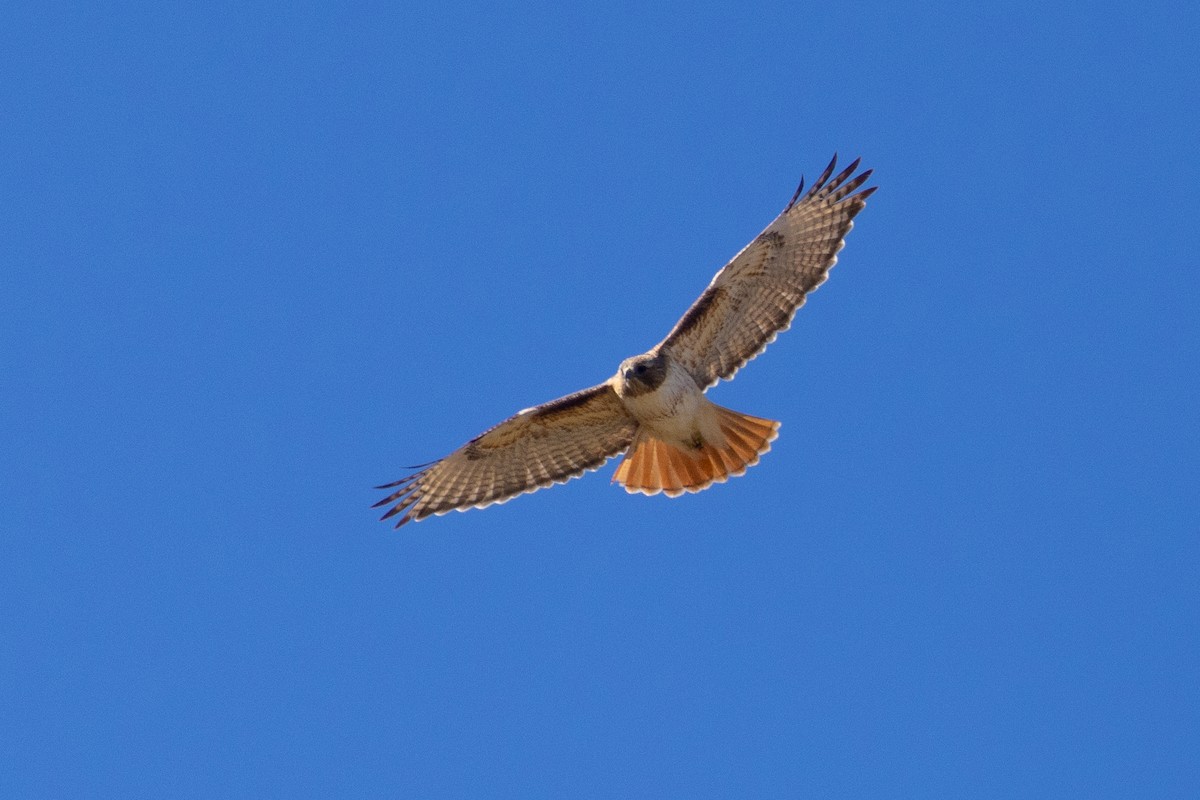 Red-tailed Hawk - ML617954594