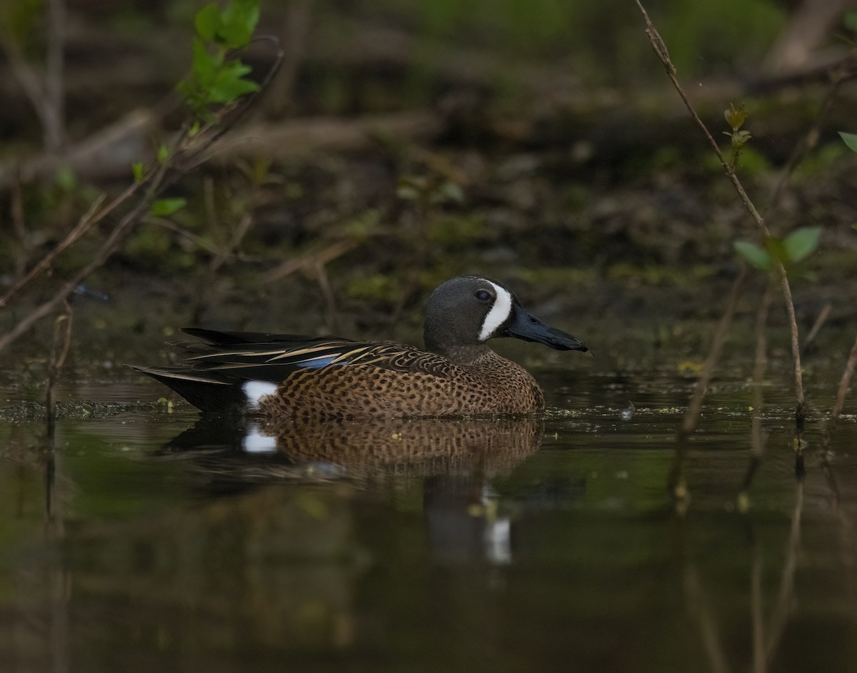Blue-winged Teal - ML617954610