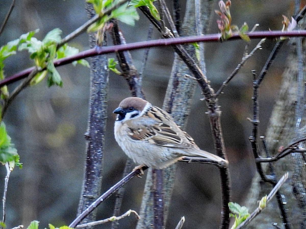 Eurasian Tree Sparrow - ML617954659