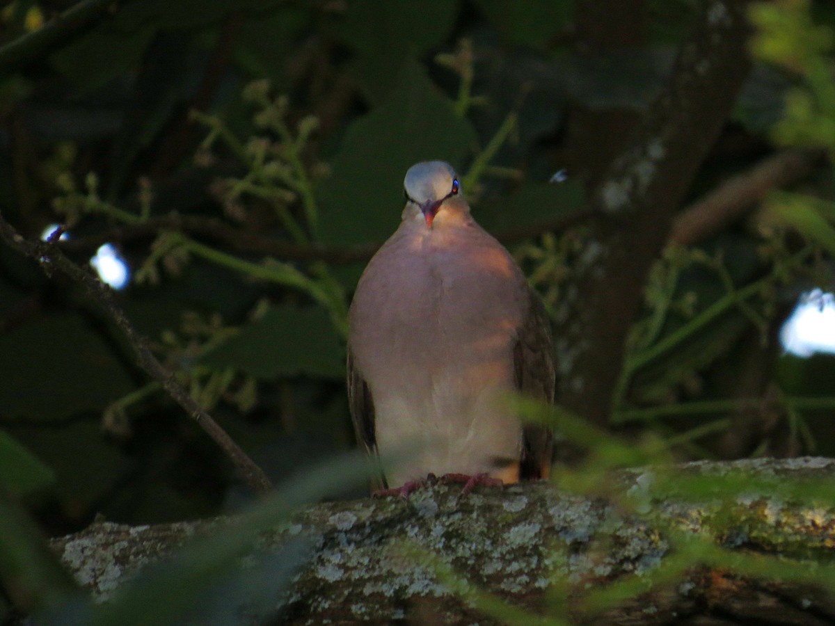 Blue-spotted Wood-Dove - ML617954660