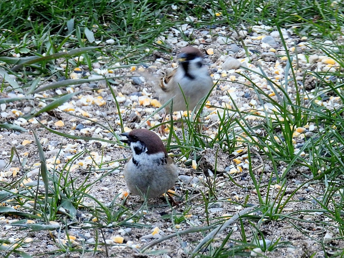 Eurasian Tree Sparrow - ML617954662