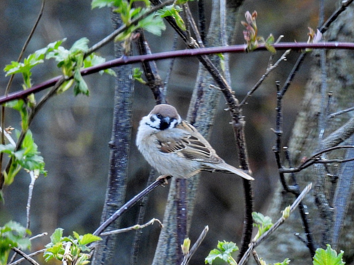 Eurasian Tree Sparrow - ML617954664