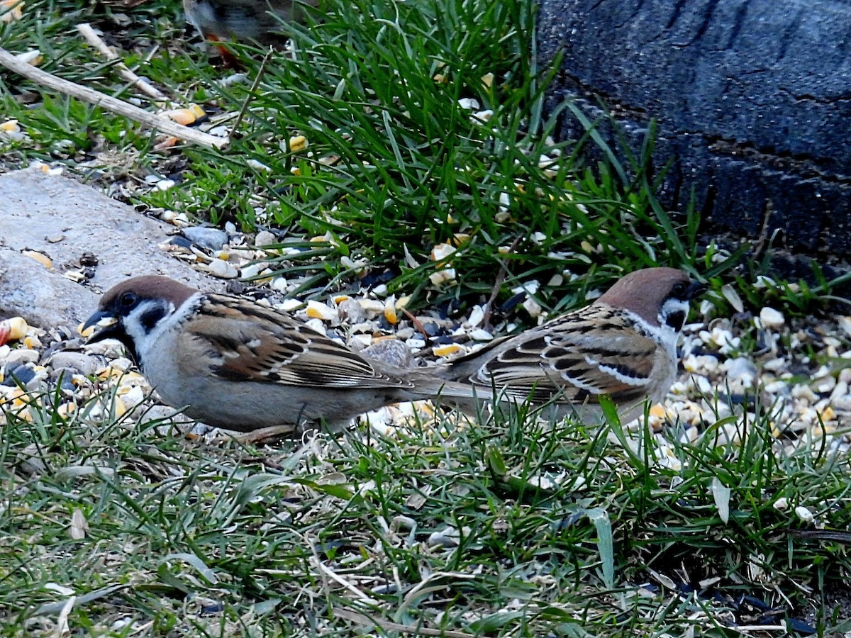 Eurasian Tree Sparrow - ML617954665