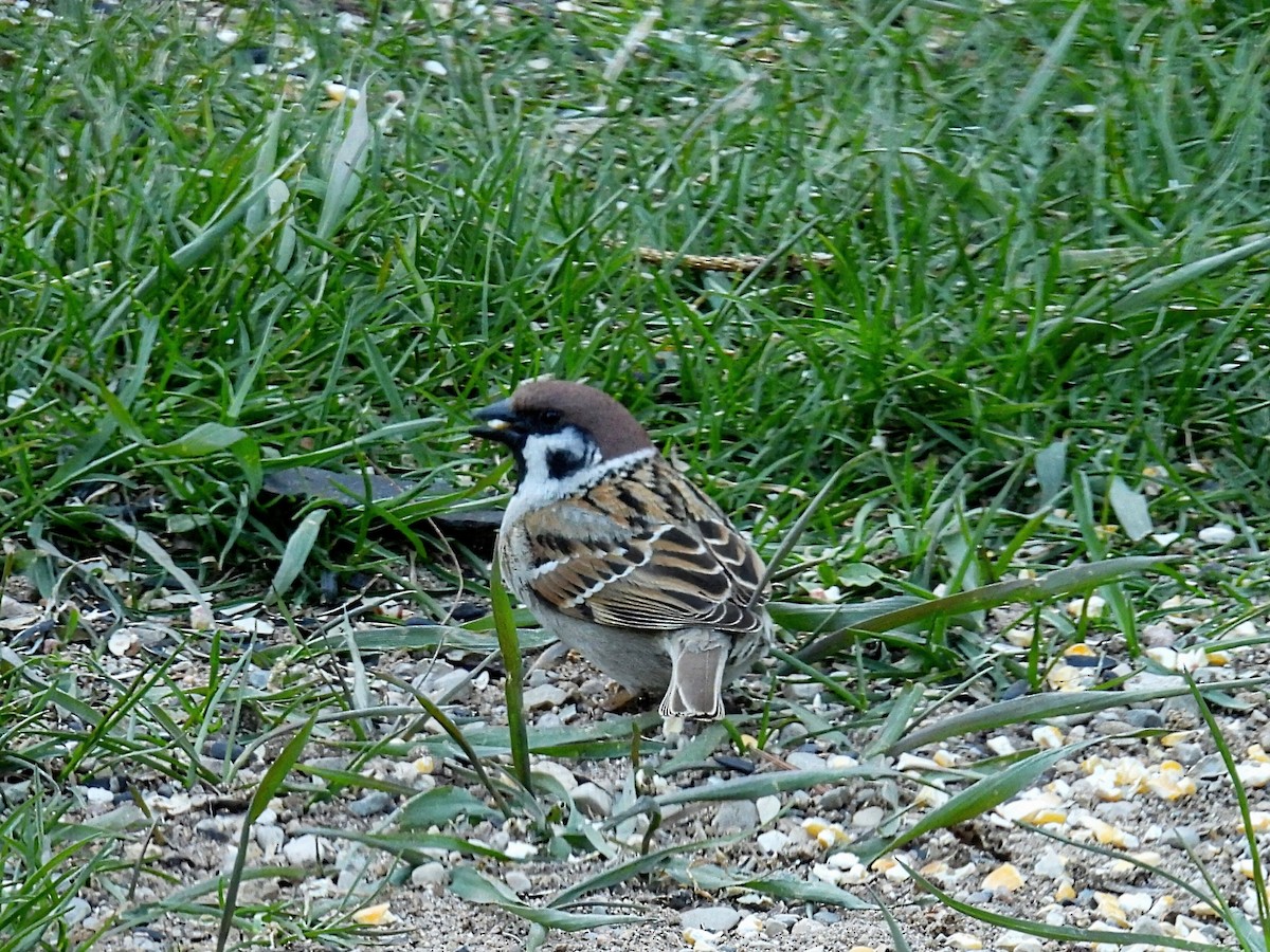 Eurasian Tree Sparrow - ML617954667