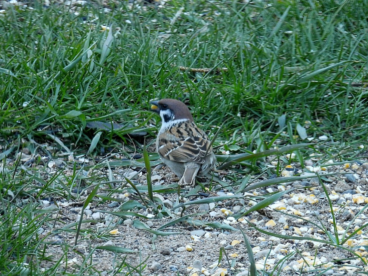 Eurasian Tree Sparrow - ML617954669