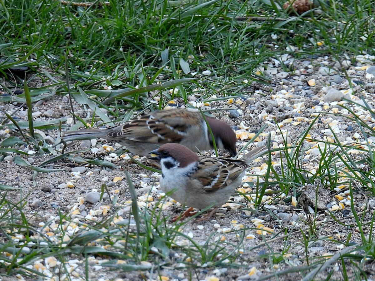 Eurasian Tree Sparrow - ML617954675