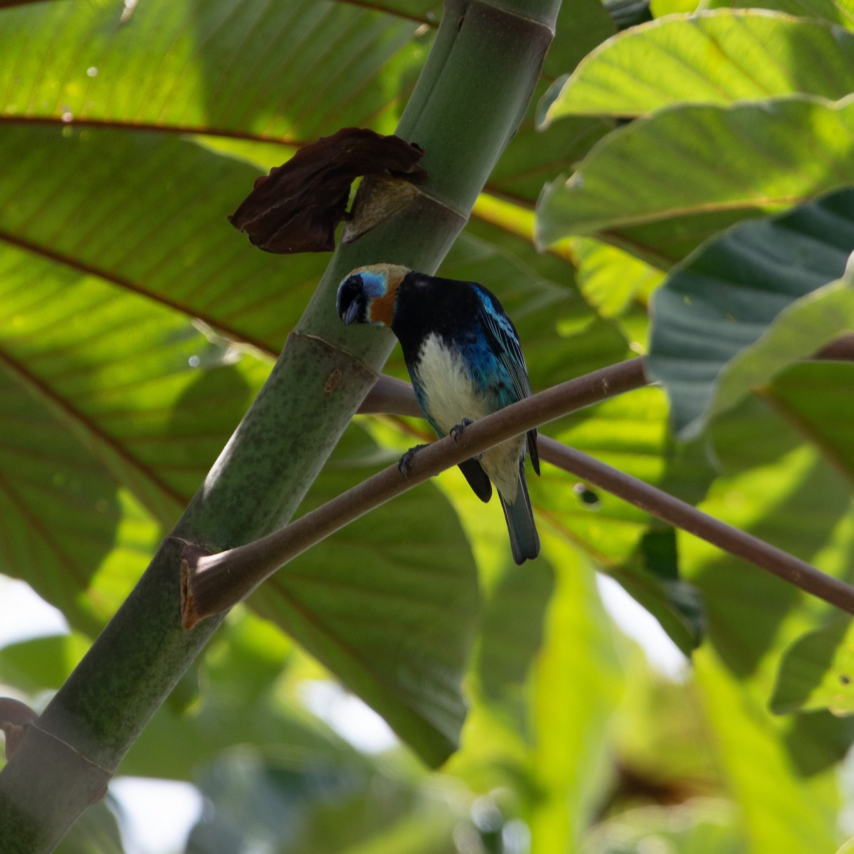 Golden-hooded Tanager - Chris Camarote