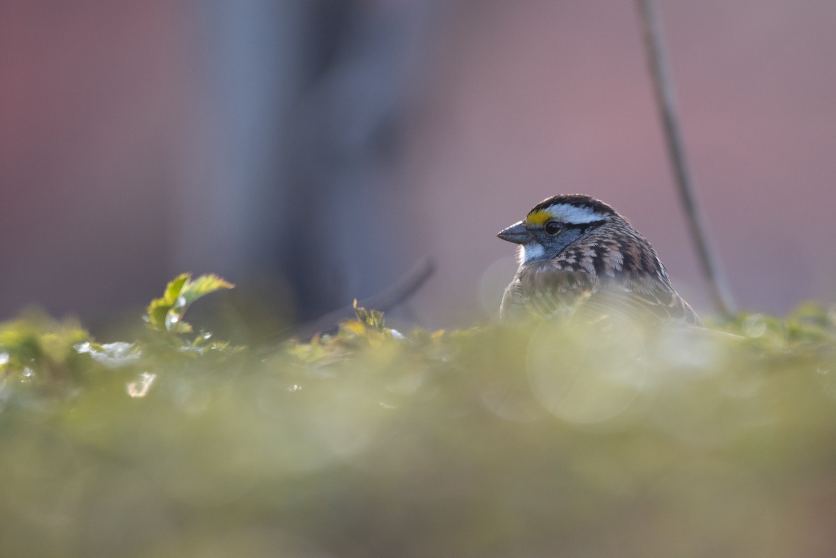 White-throated Sparrow - ML617954721